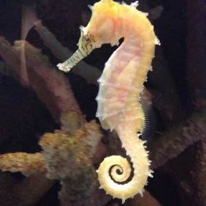 Meet your Posher, Sheri